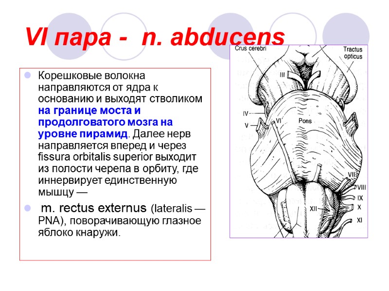 VI пара -  n. abducens Корешковые волокна направляются от ядра к основанию и